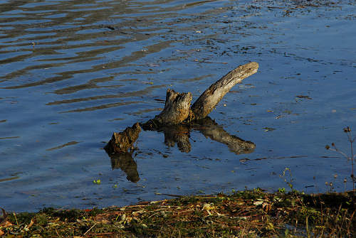 Piazzola sul Brenta, fiume Brenta, Presina