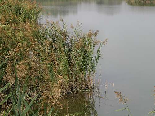 Codevigo, oasi naturalistica di Ca' di Mezzo lungo il fiume Bacchiglione
