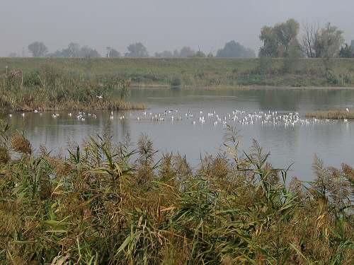 Codevigo, oasi naturalistica di Ca' di Mezzo lungo il fiume Bacchiglione