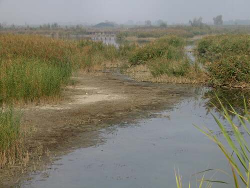 Codevigo, oasi naturalistica di Ca' di Mezzo lungo il fiume Bacchiglione