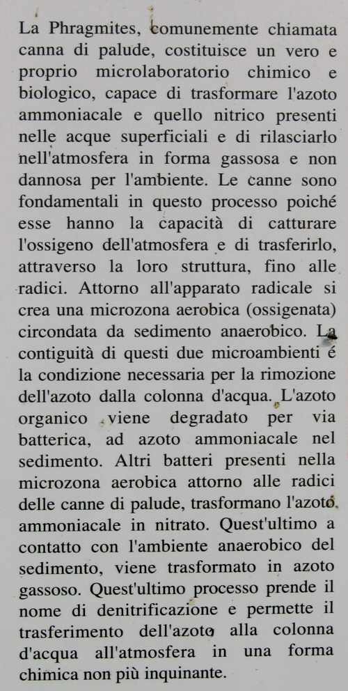 Codevigo, oasi naturalistica di Ca' di Mezzo lungo il fiume Bacchiglione