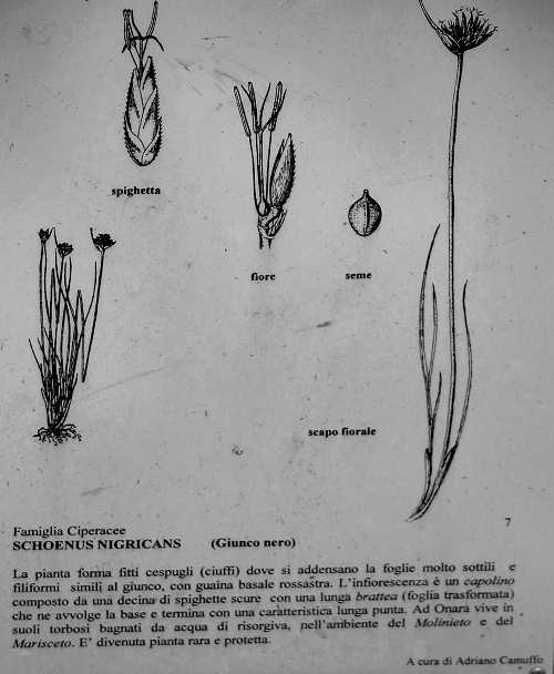 Oasi Naturalistica della Palude di Onara a Tombolo