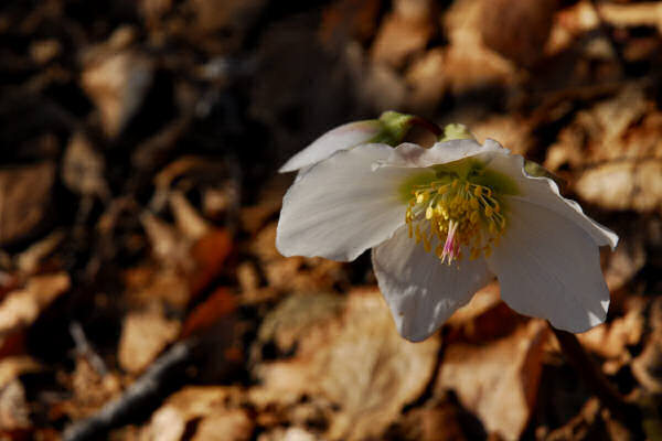 Piovene Rocchette, Sentiero Gerolimini al monte Summano