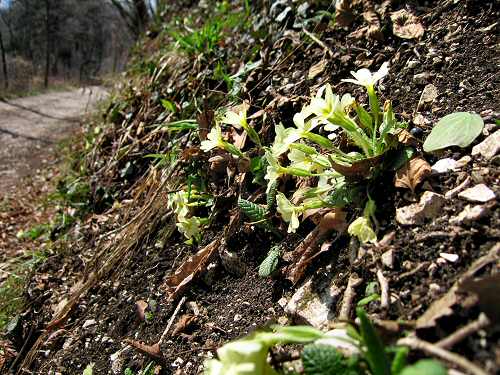 Zovo Scandolara Colombo Civillina - Schio Valdagno