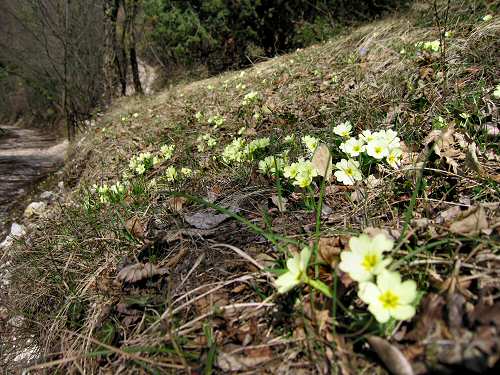 Zovo Scandolara Colombo Civillina - Schio Valdagno