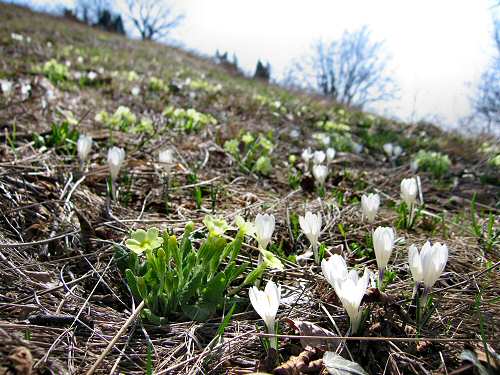 Zovo Scandolara Colombo Civillina - Schio Valdagno