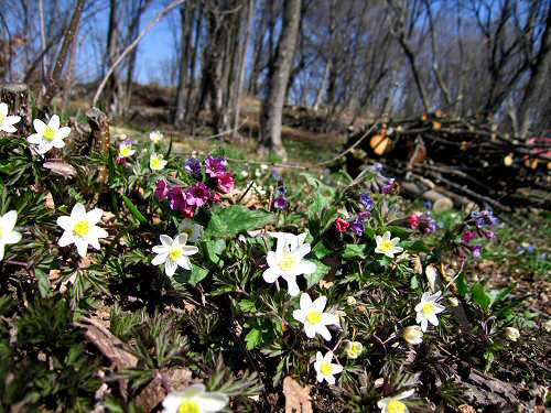 Zovo Scandolara Colombo Civillina - Schio Valdagno