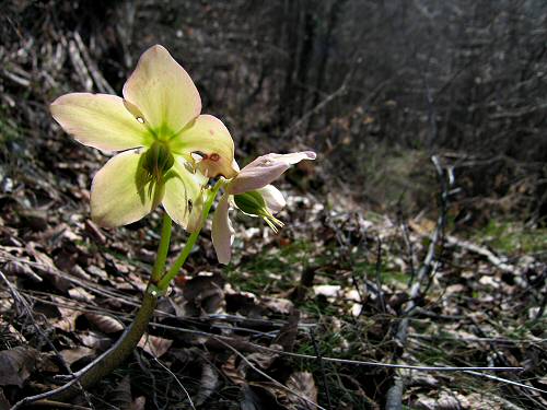Zovo Scandolara Colombo Civillina - Schio Valdagno