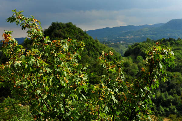 Santuario di Santa Maria in Panisacco, Maglio di Sopra, Valdagno