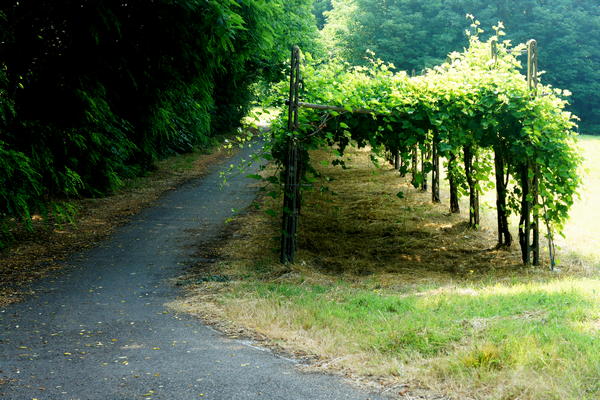 itinerario cicloturistico Adige Canalbianco Po, Boara Pisani, Lusia, Lendinara, Fratta Polesine, Arquà Polesine, Rovigo