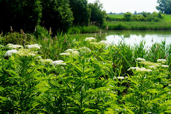 itinerario cicloturistico Adige Canalbianco Po, Boara Pisani, Lusia, Lendinara, Fratta Polesine, Arquà Polesine, Rovigo