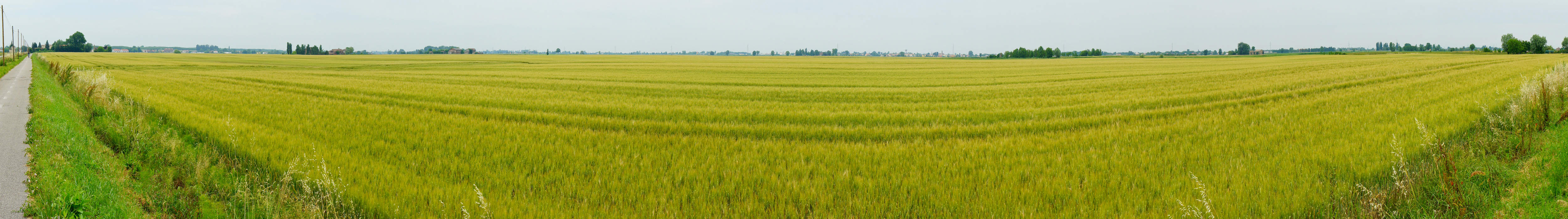 campagna polesana nei pressi di Guarda Veneta