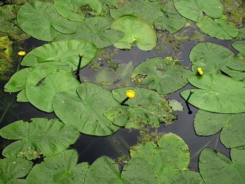 Lago di Santa Maria - Revine, Colmaggiore, Tarzo