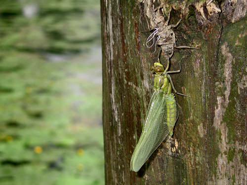 Lago di Santa Maria - Revine, Colmaggiore, Tarzo