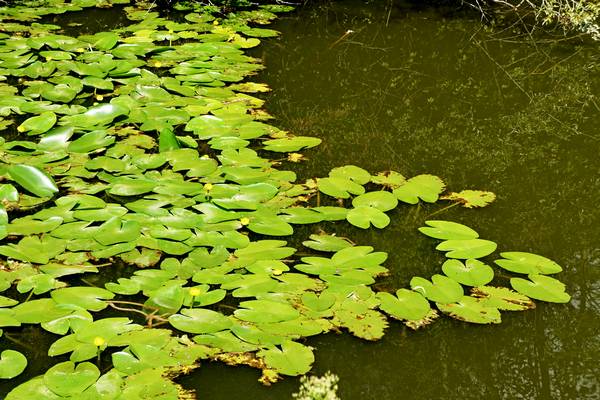 Alzaie del fiume Sile tra Treviso, Silea, Casier e Casale sul Sile