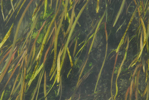 Oasi del Mulino Cervara