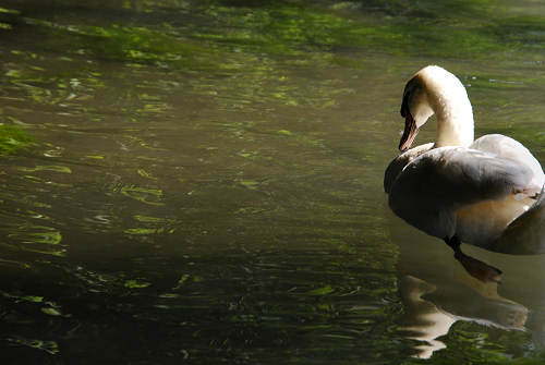 Oasi del Mulino Cervara