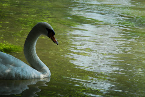 Oasi del Mulino Cervara
