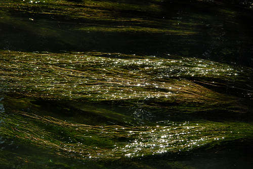 Oasi del Mulino Cervara