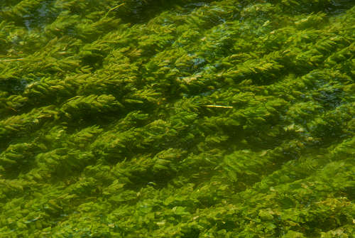 Oasi del Mulino Cervara