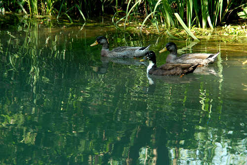 Oasi del Mulino Cervara