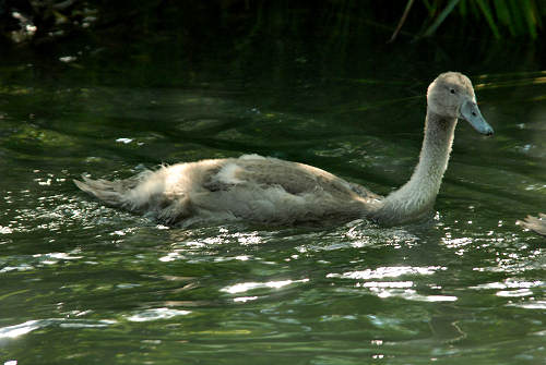 Oasi del Mulino Cervara