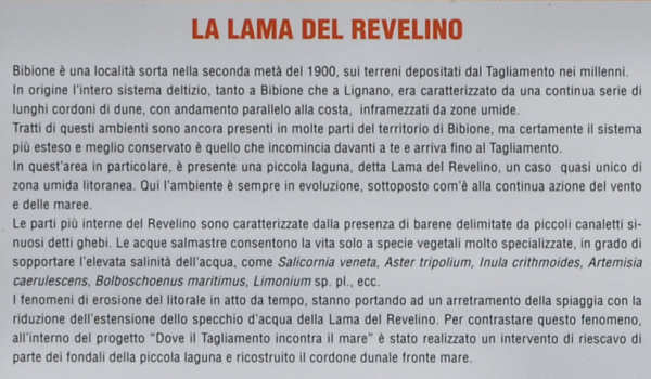 area naturalistica di Bibione, foce del fiume Tagliamento