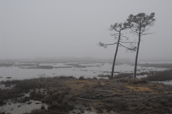 Bibione, area naturalistica foce del fiume Tagliamento