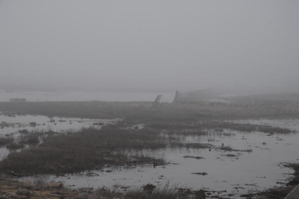 Bibione, area naturalistica foce del fiume Tagliamento