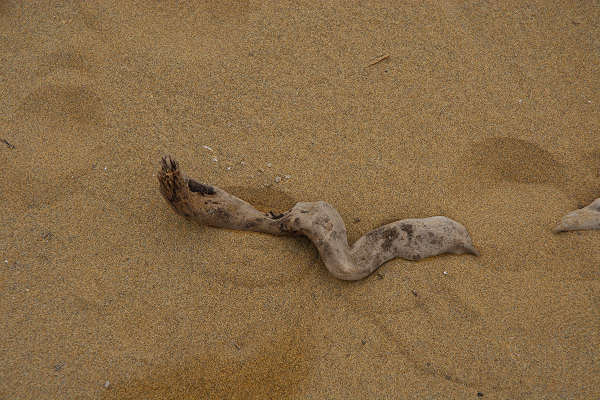 Bibione, area naturalistica foce del fiume Tagliamento