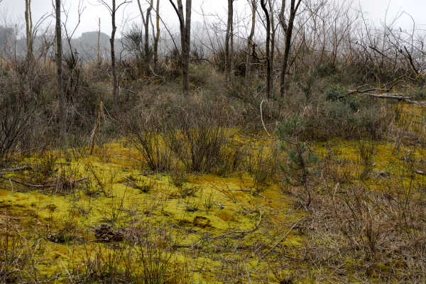 Bibione, area naturalistica foce del fiume Tagliamento