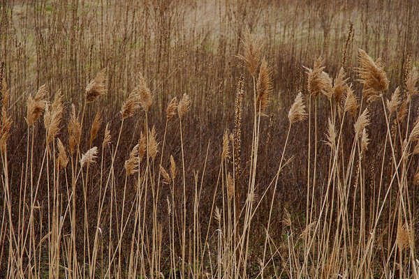 Bibione, area naturalistica foce del fiume Tagliamento