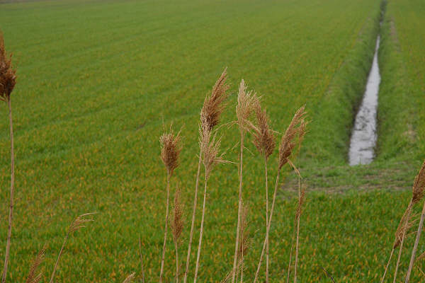 Bibione, area naturalistica foce del fiume Tagliamento