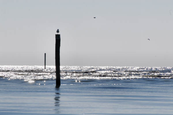 oasi naturalistica Valle Vecchia di VenetoAgricoltura a Caorle