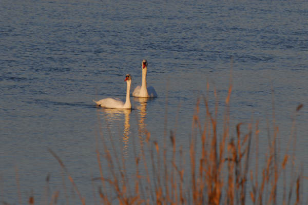 oasi naturalistica Valle Vecchia di VenetoAgricoltura a Caorle