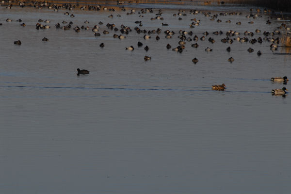 oasi naturalistica Valle Vecchia di VenetoAgricoltura a Caorle