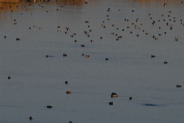 oasi naturalistica Valle Vecchia di VenetoAgricoltura a Caorle