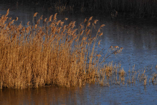 oasi naturalistica Valle Vecchia di VenetoAgricoltura a Caorle