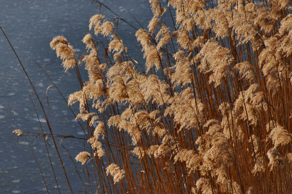 oasi naturalistica Valle Vecchia di VenetoAgricoltura a Caorle