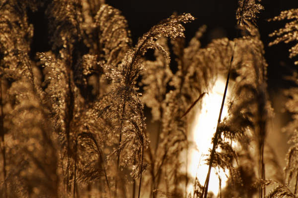 oasi naturalistica Valle Vecchia di VenetoAgricoltura a Caorle