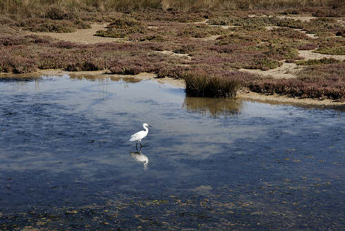 Treporti, Lio Piccolo - laguna nord di Venezia