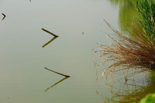 Oasi Wwf delle Cave di Noale