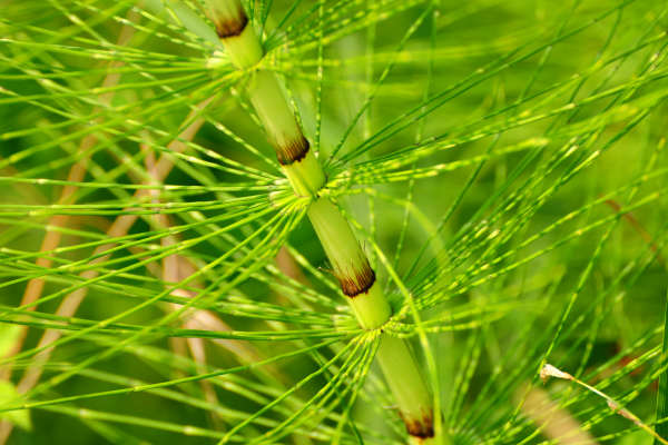 Oasi Wwf delle Cave di Noale