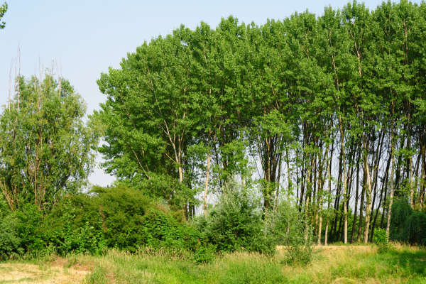 Oasi Wwf delle Cave di Noale