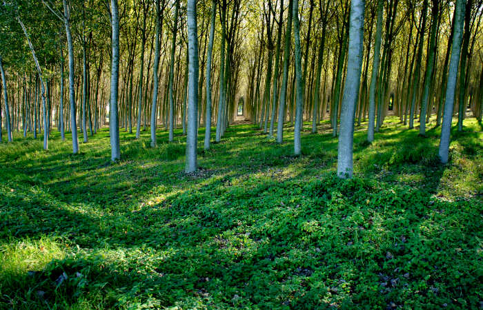 Portogruaro, portogruarese e il Veneto Orientale Lemene Reghena