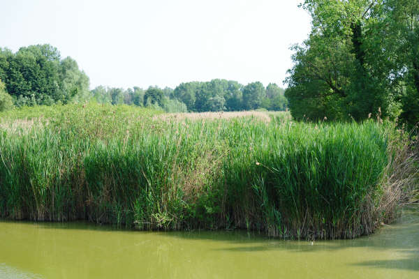 Oasi Wwf delle Cave di Noale