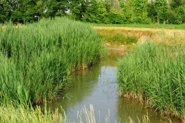 Oasi Wwf delle Cave di Noale