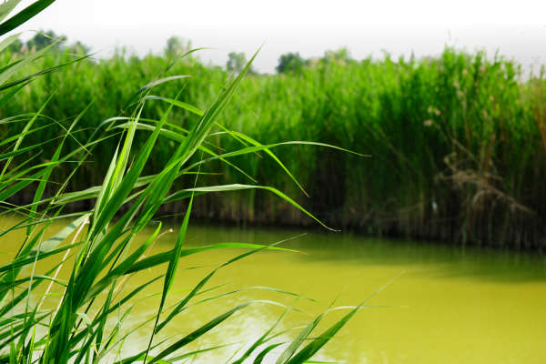 Oasi Wwf delle Cave di Noale