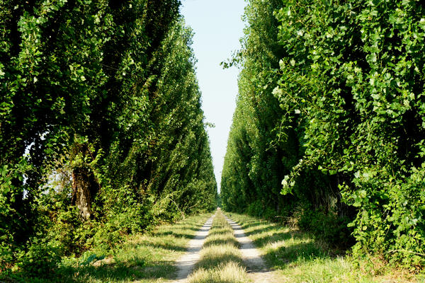 Legnago Cerea Oasi Naturalistiche Valli Grandi Veronesi, Adige Canalbianco Po