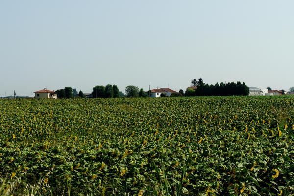 Legnago Cerea Oasi Naturalistiche Valli Grandi Veronesi, Adige Canalbianco Po